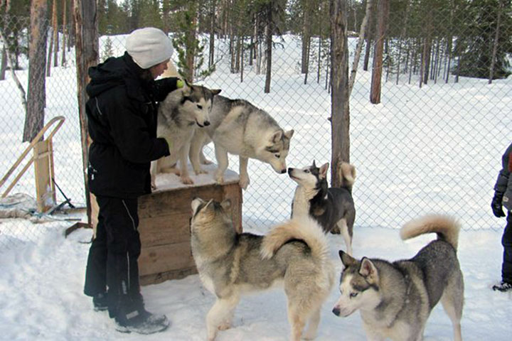 северное сияние, россия, кольский полуостров, русская лапландия, мурманск, мурманская область, заполярье, снежная деревня, катание на снегоходах, катание на лыжах, саамская деревня, хаски Ферма