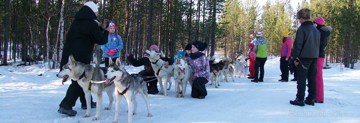 катание на собачьих упряжках, русская лапландия, кольский полуостров, мурманская обл., сафари на хаски, сибирский хаски, хаски парк, ловозеро, кола трэвел