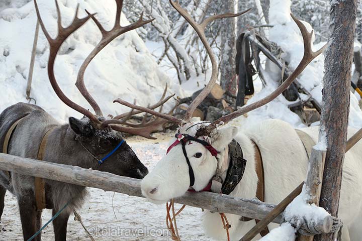 северное сияние, россия, кольский полуостров, русская лапландия, мурманск, мурманская область, заполярье, снежная деревня, катание на снегоходах, катание на лыжах, саамская деревня, хаски Ферма