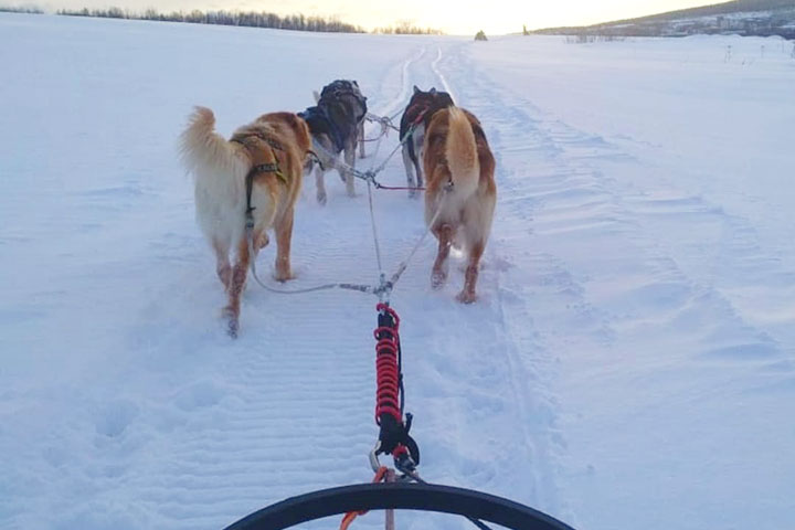 kola peninsula saami russian lapland murmansk lovozero day trip tour reindeer safari husky