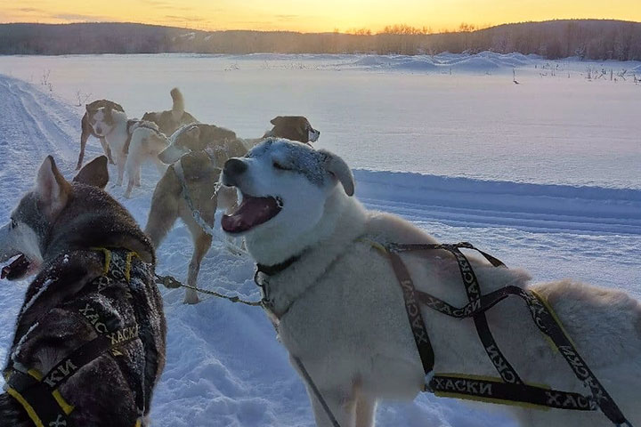 kola peninsula saami russian lapland murmansk lovozero day trip tour reindeer safari husky