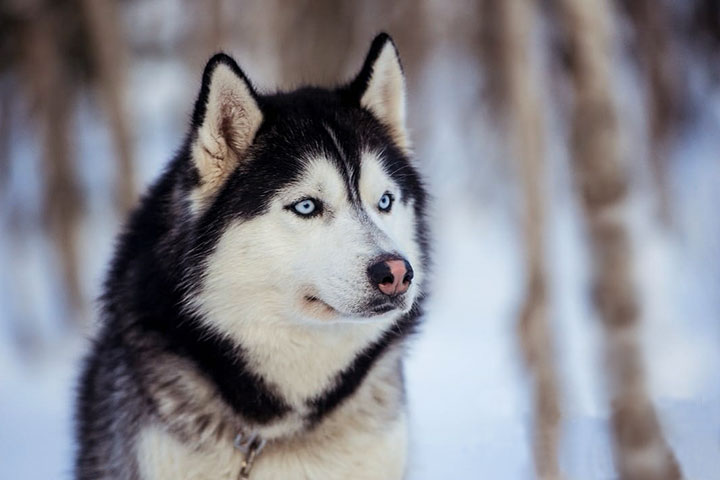 kola peninsula saami russian lapland murmansk lovozero day trip tour reindeer safari husky