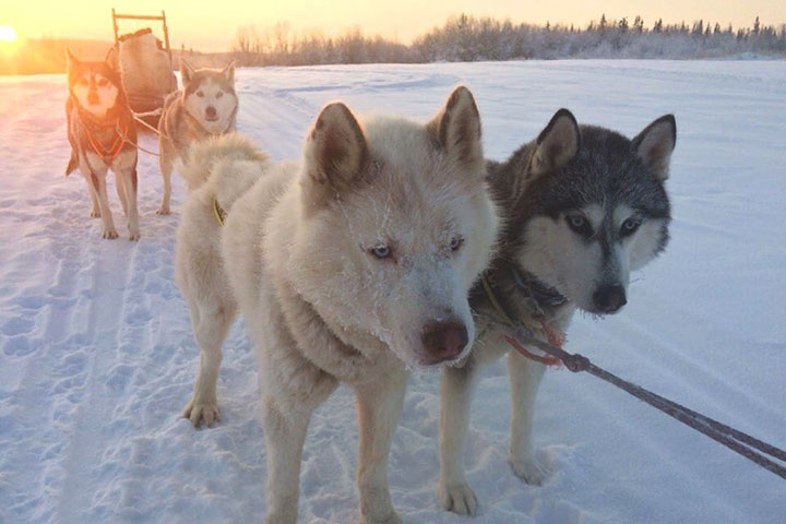 kola peninsula, russian lapland, russia, lapland, murmansk, lovozero, husky safari, husky, safari, kola travel, kola, travel
