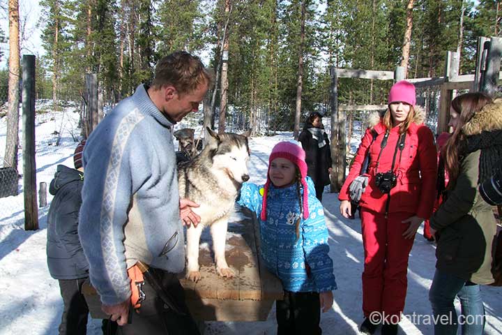 кольский полуостров хаски русская лапладия катание собачьи упряжки ловозеро катание оленья упряжка ферма хаски