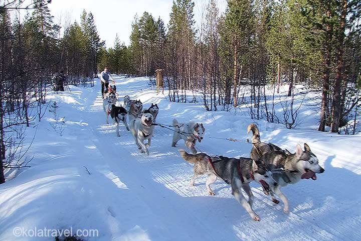 северное сияние, россия, кольский полуостров, русская лапландия, мурманск, мурманская область, заполярье, снежная деревня, катание на снегоходах, катание на лыжах, саамская деревня, хаски Ферма