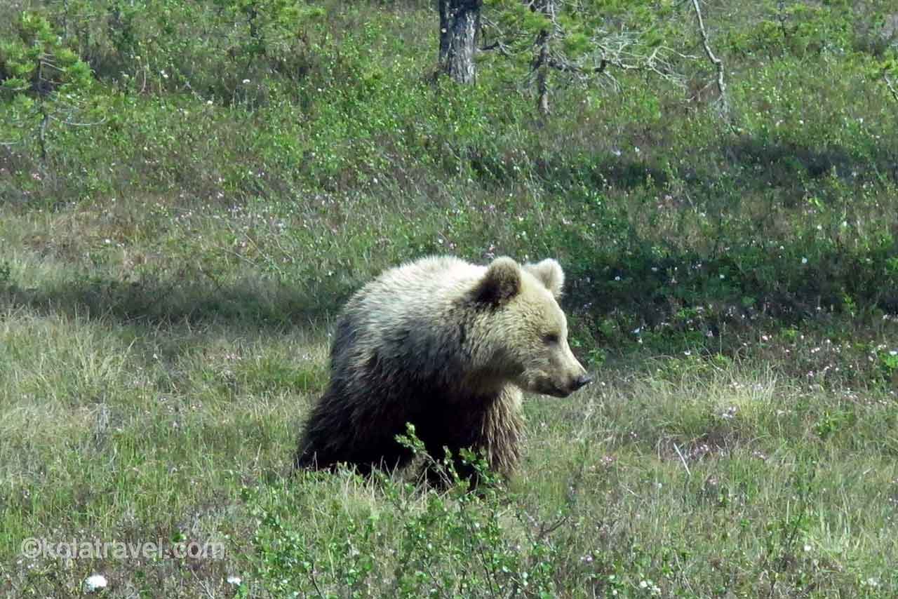 отдых,домики,палатки,баня,терский берег,белое море,поморы,мыс Корабль,лодочный ручей,кольский полуостров,мурманская область