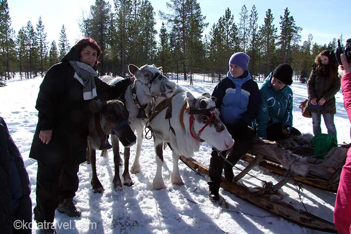 кольский полуостров хаски русская лапладия катание собачьи упряжки ловозеро катание оленья упряжка ферма хаски