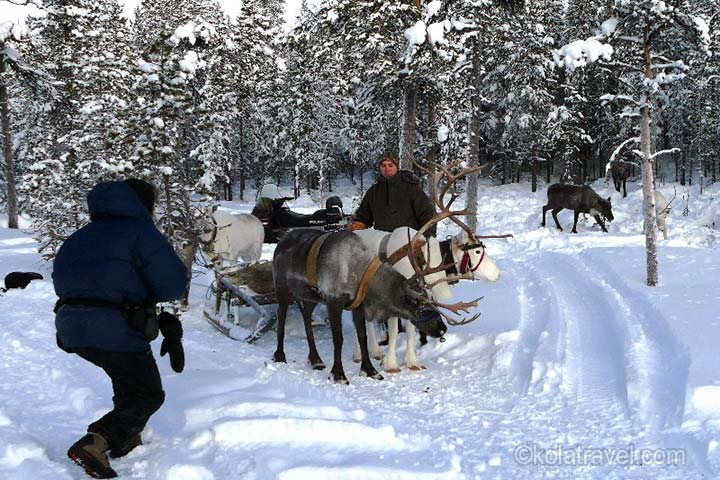 северное сияние, россия, кольский полуостров, русская лапландия, мурманск, мурманская область, заполярье, снежная деревня, катание на снегоходах, катание на лыжах, саамская деревня, хаски Ферма